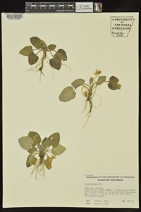 Viola villosa image