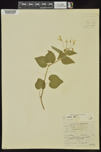 Viola striata image