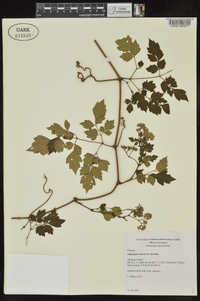 Ampelopsis arborea image