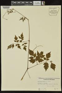 Nekemias arborea image