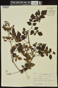 Nekemias arborea image