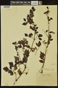 Ampelopsis arborea image