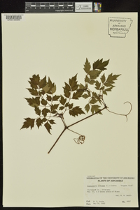 Ampelopsis arborea image