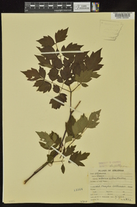 Nekemias arborea image