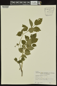 Nekemias arborea image