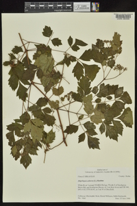 Ampelopsis arborea image