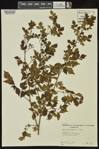 Ampelopsis arborea image