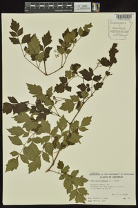 Ampelopsis arborea image