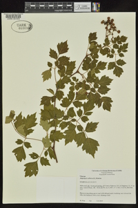 Ampelopsis arborea image