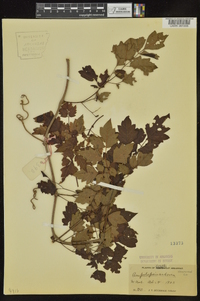 Ampelopsis arborea image