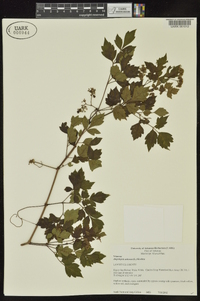 Nekemias arborea image