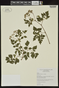 Nekemias arborea image