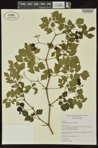 Ampelopsis arborea image