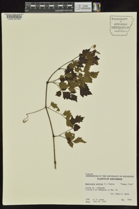 Ampelopsis arborea image