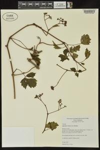 Ampelopsis arborea image