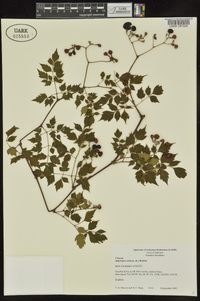 Ampelopsis arborea image