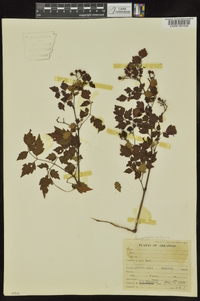 Ampelopsis arborea image