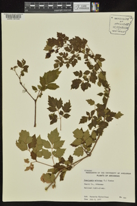 Ampelopsis arborea image