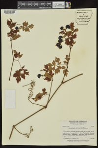 Ampelopsis arborea image