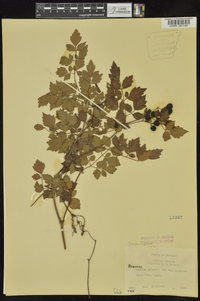 Ampelopsis arborea image