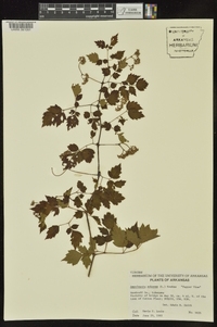 Ampelopsis arborea image