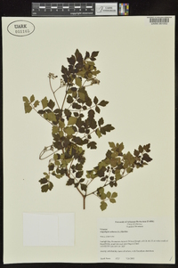 Ampelopsis arborea image