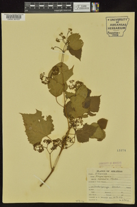 Ampelopsis cordata image