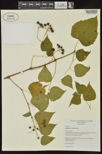 Ampelopsis cordata image