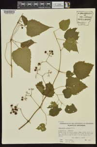 Ampelopsis cordata image