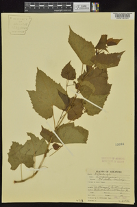 Ampelopsis cordata image