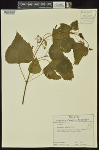 Ampelopsis cordata image