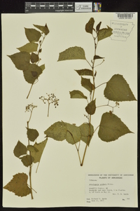 Ampelopsis cordata image