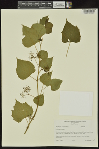 Ampelopsis cordata image