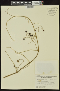 Ampelopsis cordata image