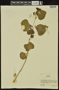 Ampelopsis cordata image