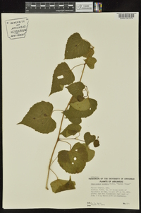 Ampelopsis cordata image