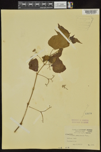 Cissus ampelopsis image