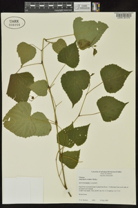 Ampelopsis cordata image