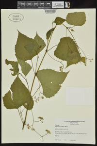 Ampelopsis cordata image