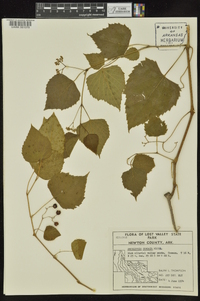 Ampelopsis cordata image