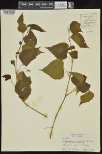 Ampelopsis cordata image