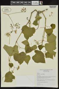 Ampelopsis cordata image