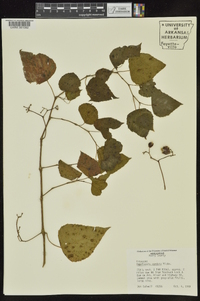 Ampelopsis cordata image