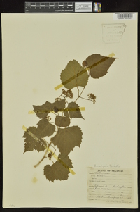 Ampelopsis cordata image