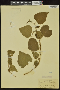 Ampelopsis cordata image