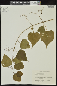 Ampelopsis cordata image