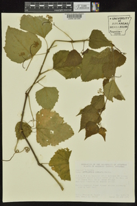 Ampelopsis cordata image