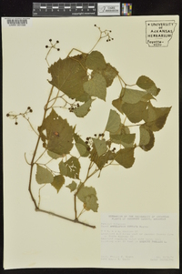 Ampelopsis cordata image