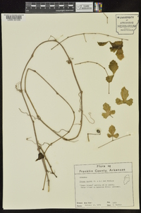 Cissus trifoliata image