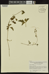 Cissus trifoliata image